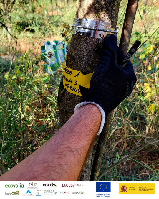 Sensor de dendrómetro instalado