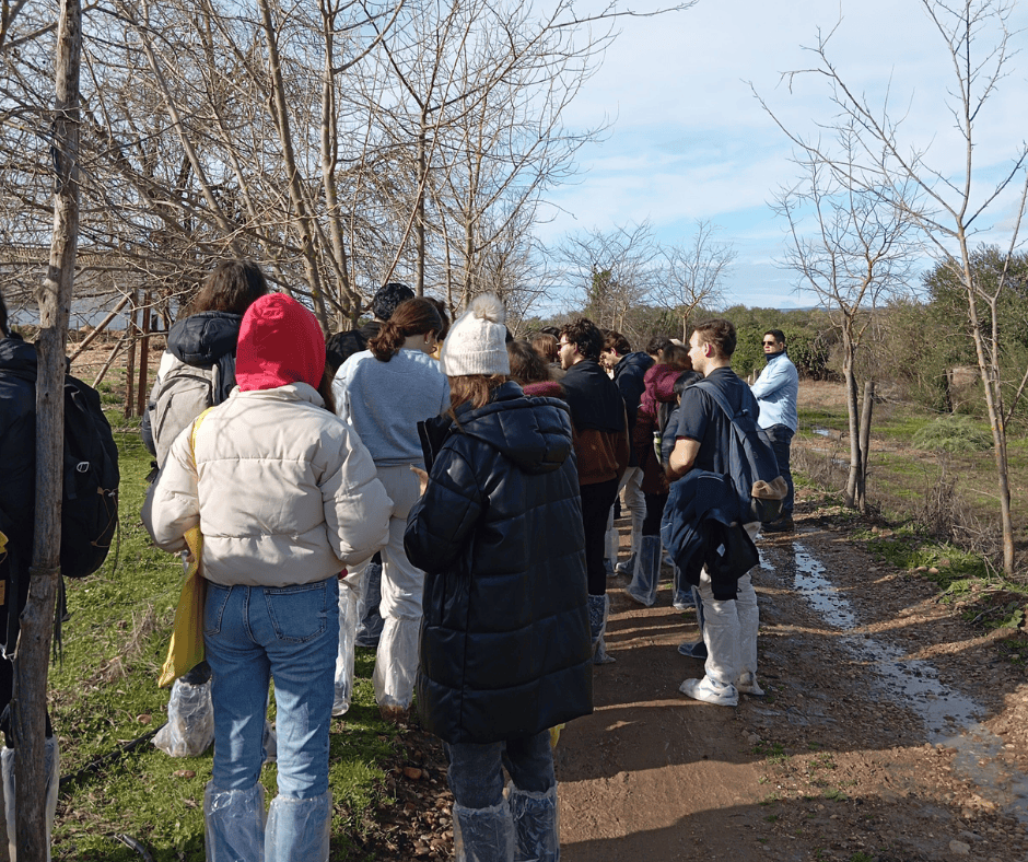 Visita a parcelas de ensayo del olivar ecológico durante la jornada